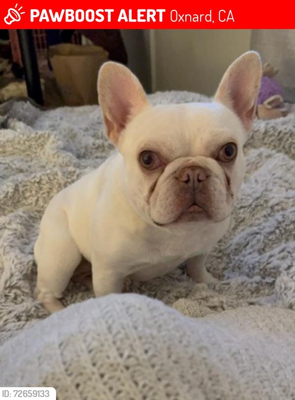 Lost Female Dog last seen off of 5th street near Del Norte, Oxnard, CA 93033