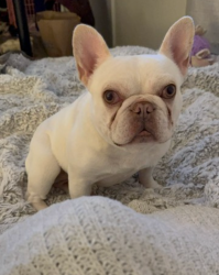 Lost Female Dog last seen off of 5th street near Del Norte, Oxnard, CA 93033