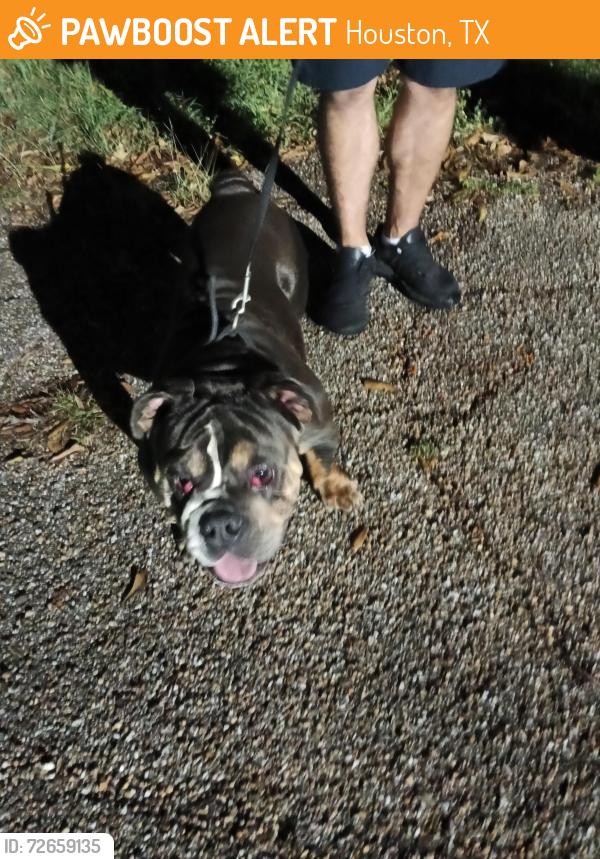 Found/Stray Male Dog last seen Near Sherwood ln, Houston, TX 77092
