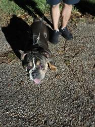 Found/Stray Male Dog last seen Near Sherwood ln, Houston, TX 77092