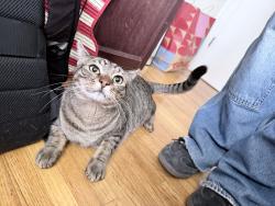 Lost Male Cat last seen Carlisle and Indian School, Whole Foods , Albuquerque, NM 87110