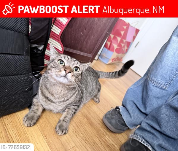 Lost Male Cat last seen Carlisle and Indian School, Whole Foods , Albuquerque, NM 87110
