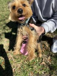 Found/Stray Male Dog last seen Queenston and Tuckerton, Stone Gate, TX 77095