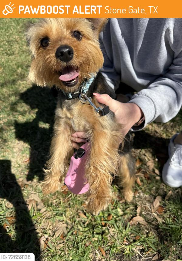 Found/Stray Male Dog last seen Queenston and Tuckerton, Stone Gate, TX 77095