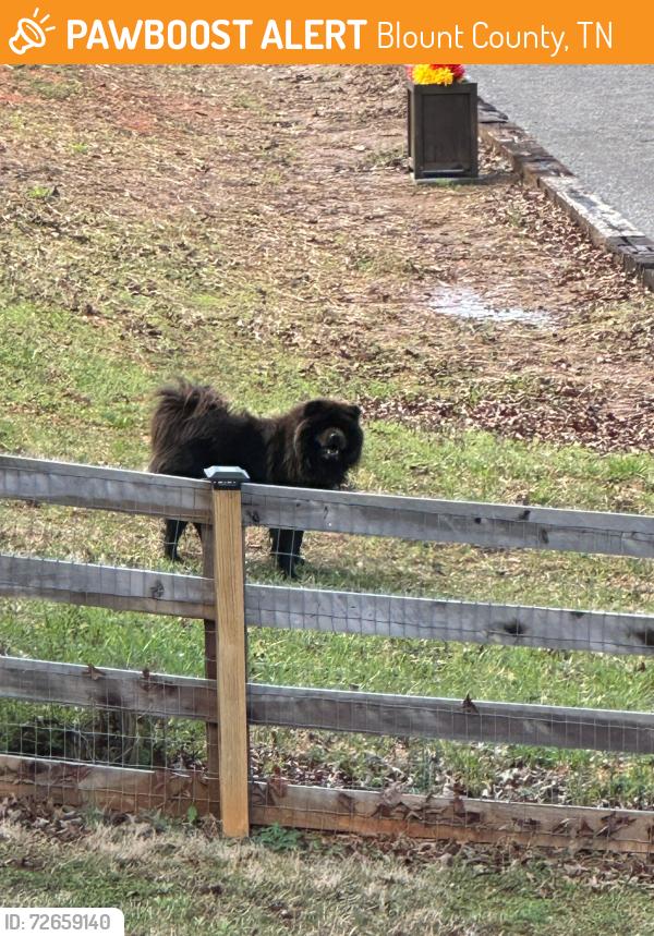 Found/Stray Unknown Dog last seen Old McGinley and Chilhowee View Dr, Blount County, TN 37803