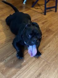 Lost Male Dog last seen Mccart, Crowley, TX 76036