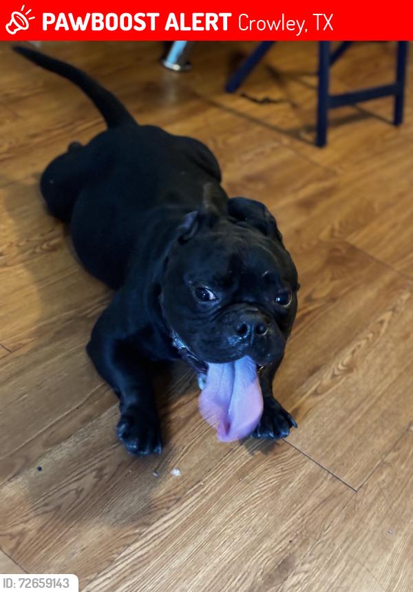Lost Male Dog last seen Mccart, Crowley, TX 76036