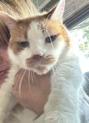 Lost Male Cat last seen Shady Crest/Highland Terrace (off West David), Kettering, OH 45429