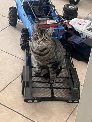 Lost Female Cat last seen In Royal Oak cndmniums, Titusville, FL 32780