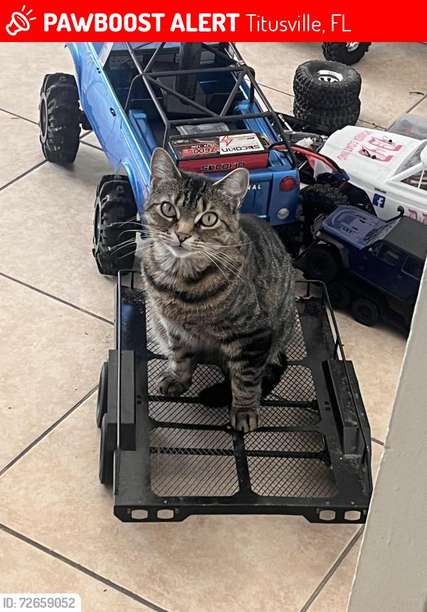 Lost Female Cat last seen In Royal Oak cndmniums, Titusville, FL 32780
