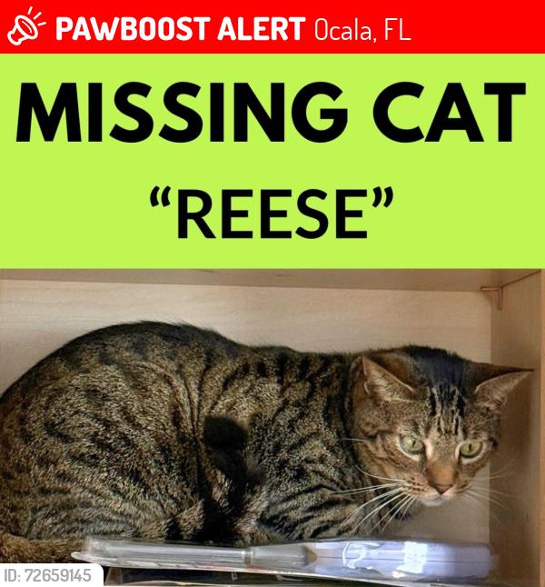 Lost Male Cat last seen Carlton Arms apmts, 1400 apmts area, Ocala, FL 34474