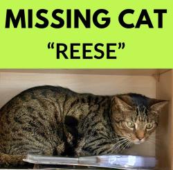 Lost Male Cat last seen Carlton Arms apmts, 1400 apmts area, Ocala, FL 34474