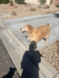 Found/Stray Female Dog last seen Bella Cabrina, by St. Rose, Enterprise, NV 89183
