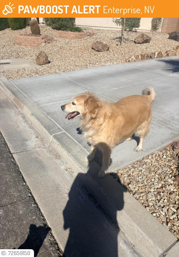 Found/Stray Female Dog last seen Bella Cabrina, by St. Rose, Enterprise, NV 89183
