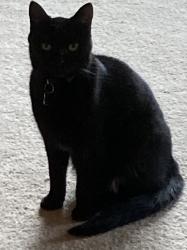 Lost Female Cat last seen Sparrows Point Place & Mateny Road, Germantown, MD 20874