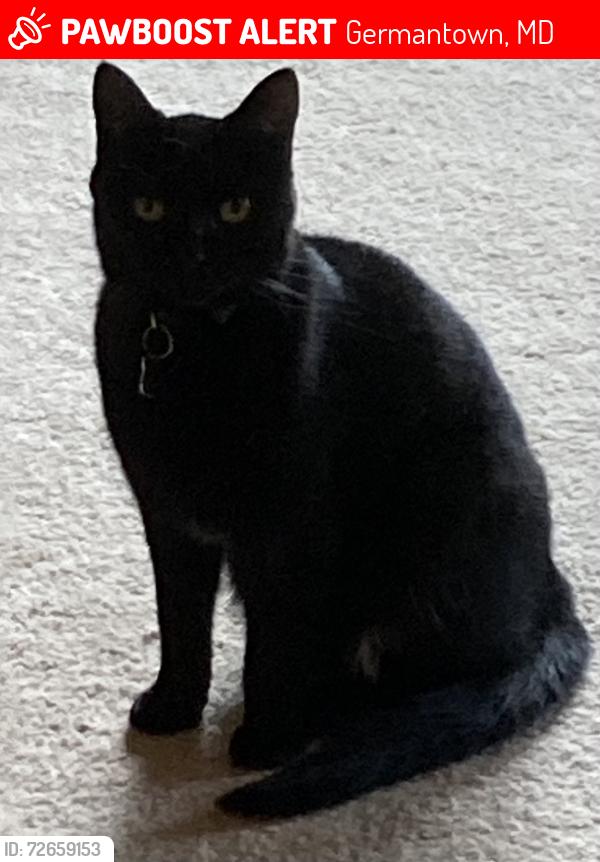 Lost Female Cat last seen Sparrows Point Place & Mateny Road, Germantown, MD 20874