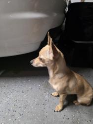 Found/Stray Female Dog last seen Meadow village dr and highbrook, Copperfield Northmead Village, TX 77095