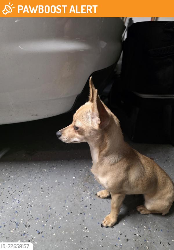 Found/Stray Female Dog last seen Meadow village dr and highbrook, Copperfield Northmead Village, TX 77095