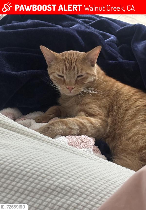 Lost Male Cat last seen Meadow road and meadow lane, Walnut Creek, CA 94595