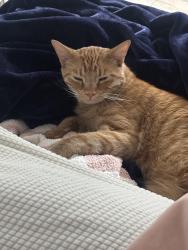 Lost Male Cat last seen Meadow road and meadow lane, Walnut Creek, CA 94595