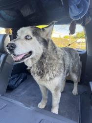 Found/Stray Male Dog last seen Haga Dr & Singleton Rd, San Jose, CA 95111