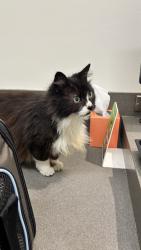 Found/Stray Female Cat last seen Channing Way & Acton Street, Berkeley, CA 94702