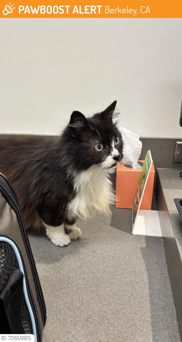 Found/Stray Female Cat last seen Channing Way & Acton Street, Berkeley, CA 94702