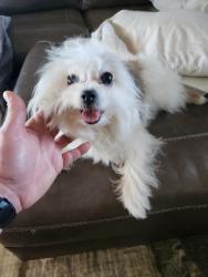 Found/Stray Female Dog last seen Five Points and Stop 11, Indianapolis, IN 46259