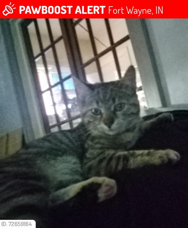 Lost Female Cat last seen Howell and runnion, Fort Wayne, IN 46808