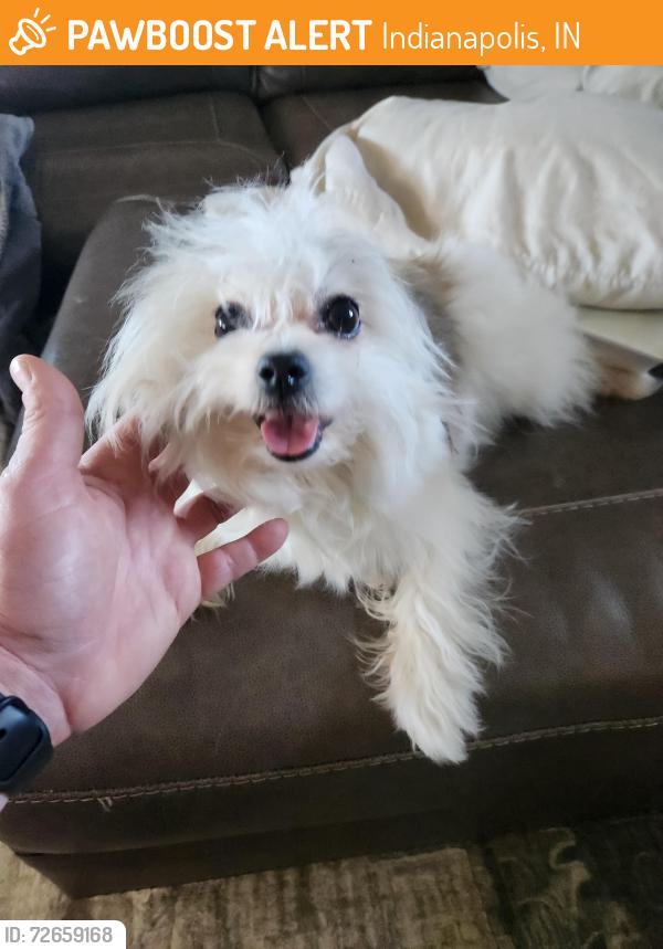 Found/Stray Female Dog last seen Five Points and Stop 11, Indianapolis, IN 46259