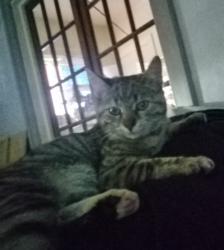 Lost Female Cat last seen Howell and runnion, Fort Wayne, IN 46808