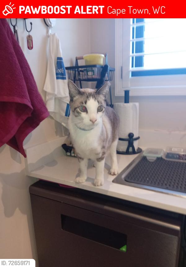Lost Male Cat last seen Capetown Airport, Cape Town, WC 7490