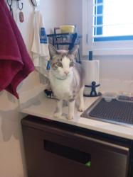 Lost Male Cat last seen Capetown Airport, Cape Town, WC 7490