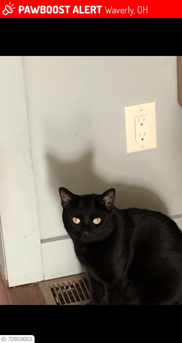 Lost Male Cat last seen Prosperity & 220, Waverly, OH 45690
