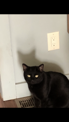 Lost Male Cat last seen Prosperity & 220, Waverly, OH 45690