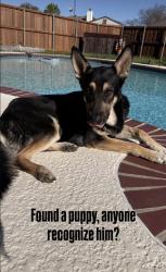 Found/Stray Male Dog last seen Vickery Village , Dallas, TX 75231