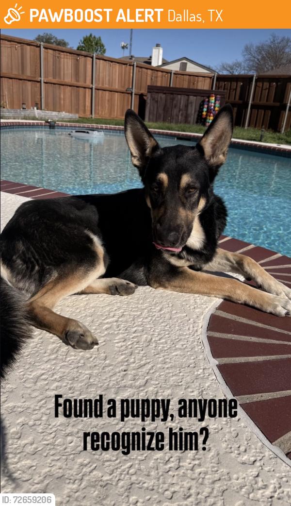 Found/Stray Male Dog last seen Vickery Village , Dallas, TX 75231