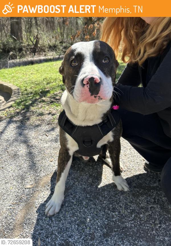 Found/Stray Male Dog last seen East Parkway,Overton Park, Memphis, TN 38104
