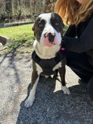 Found/Stray Male Dog last seen East Parkway,Overton Park, Memphis, TN 38104