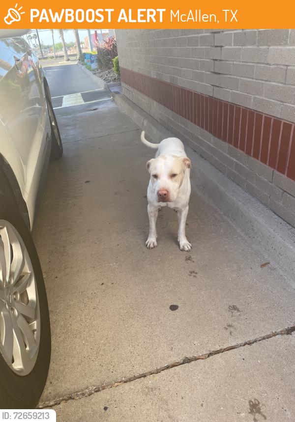 Found/Stray Male Dog last seen Pecan/Ware Road. Mcallen, Texas, McAllen, TX 78501