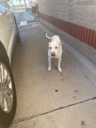 Found/Stray Male Dog last seen Pecan/Ware Road. Mcallen, Texas, McAllen, TX 78501