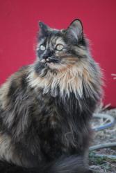 Lost Female Cat last seen Clover Ave Odessa texas , Odessa, TX 79762