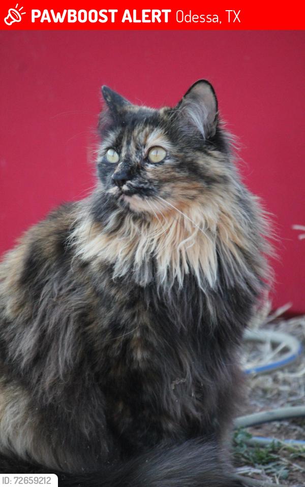 Lost Female Cat last seen Clover Ave Odessa texas , Odessa, TX 79762