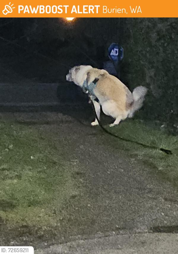 Found/Stray Unknown Dog last seen 10th ave S 130th ave s , Burien, WA 98168