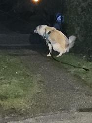 Found/Stray Unknown Dog last seen 10th ave S 130th ave s , Burien, WA 98168