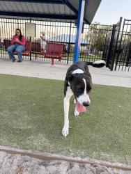 Found/Stray Unknown Dog last seen Near dog park, in street , Tampa, FL 33609