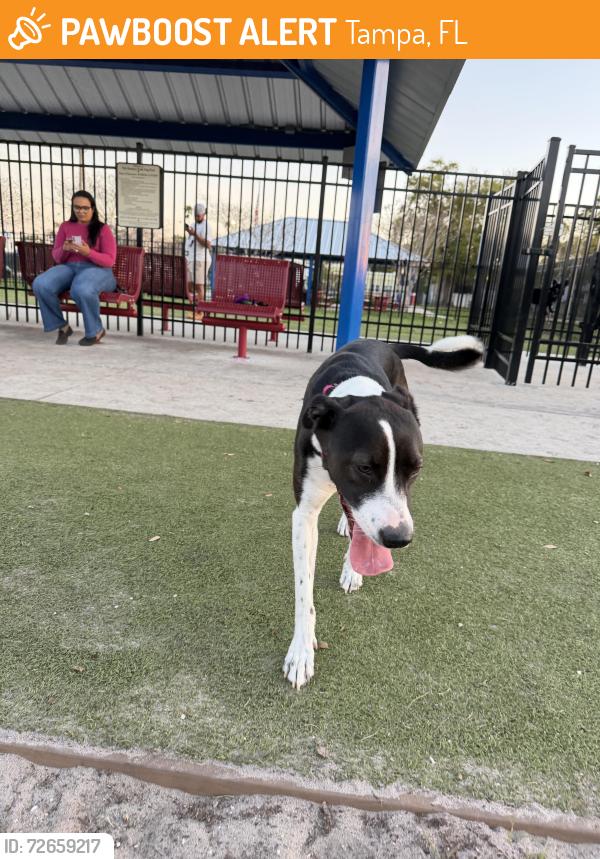 Found/Stray Unknown Dog last seen Near dog park, in street , Tampa, FL 33609