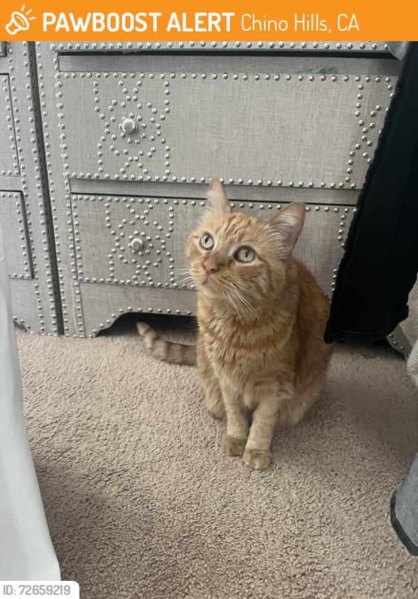 Found/Stray Male Cat last seen Capriana apmts Butterfield Ranch Rd CHINO HILLS CA, Chino Hills, CA 91709