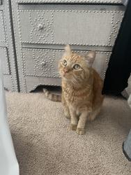 Found/Stray Male Cat last seen Capriana apmts Butterfield Ranch Rd CHINO HILLS CA, Chino Hills, CA 91709