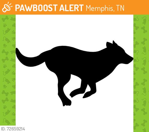 Found/Stray Unknown Dog last seen Young Ave & Barksdale Street, Memphis, TN, Memphis, TN 38104